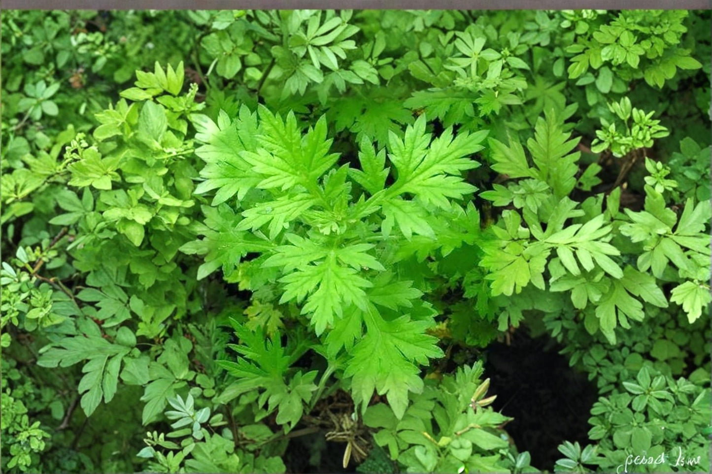Mugwort Herb Seeds 100 Pack – Artemisia vulgaris Perennial Garden Herb for Wildflower and Natural Landscapes