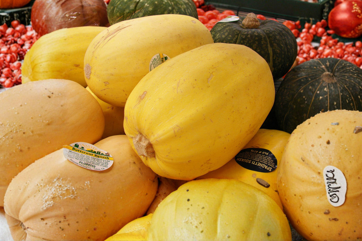Spaghetti Squash Seeds 15 Pack – Winter Vegetable Seeds Cucurbita pepo, Open-Pollinated, Edible Vining Plant