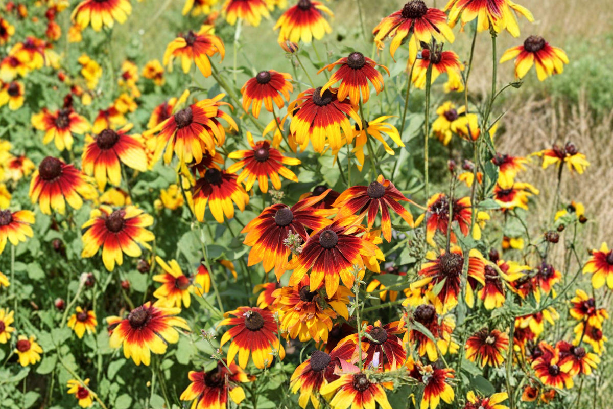 Gloriosa Daisy Seeds 470 Pack – Rudbeckia hirta 'Gloriosa' Mix Perennial Flower Seeds for Bright Yellow, Gold, Red Blooms