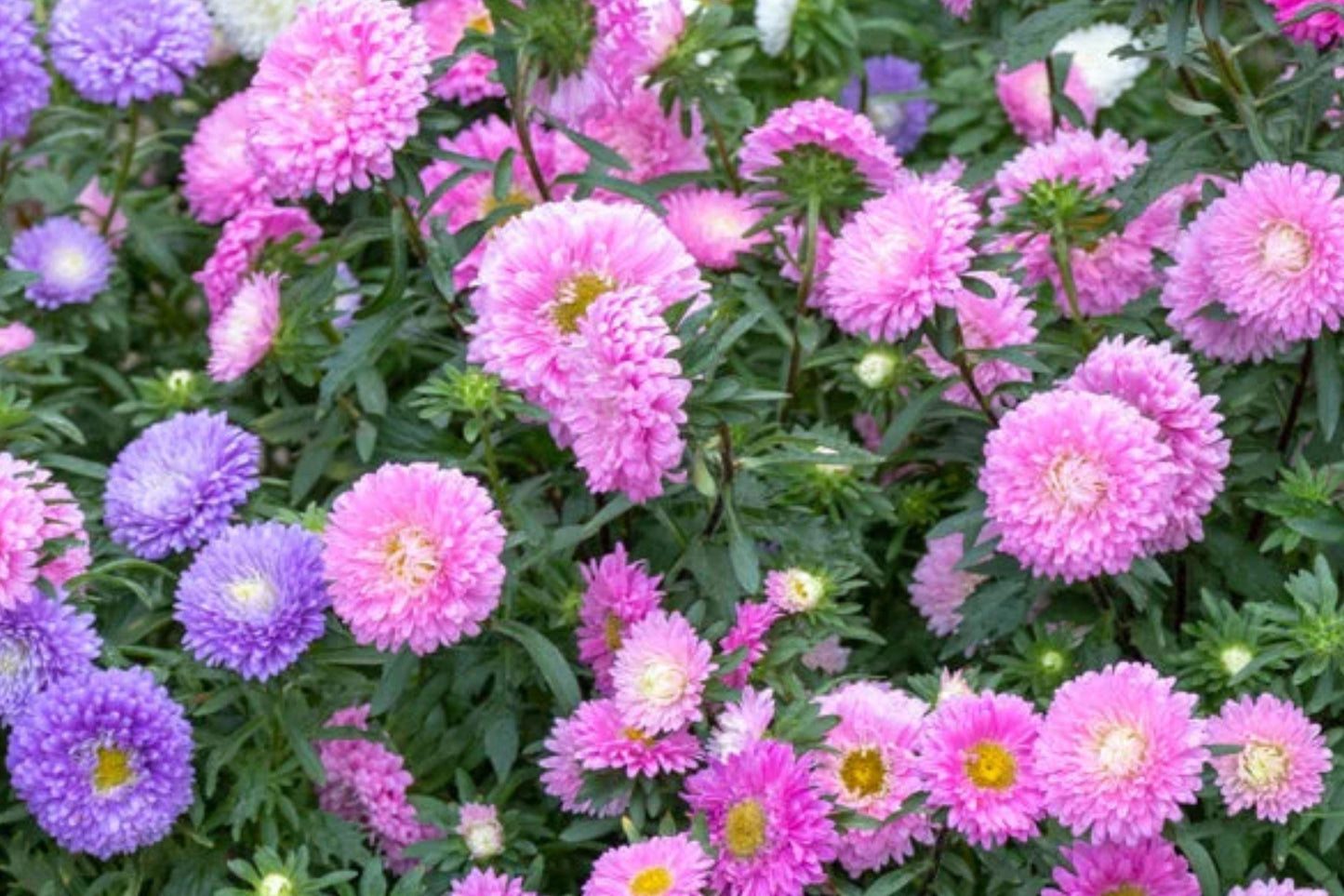 Powder Puff Mix China Aster Seeds – Callistephus chinensis Annual Cut Flower Mix in Purple, Blue, Pink, White, Red