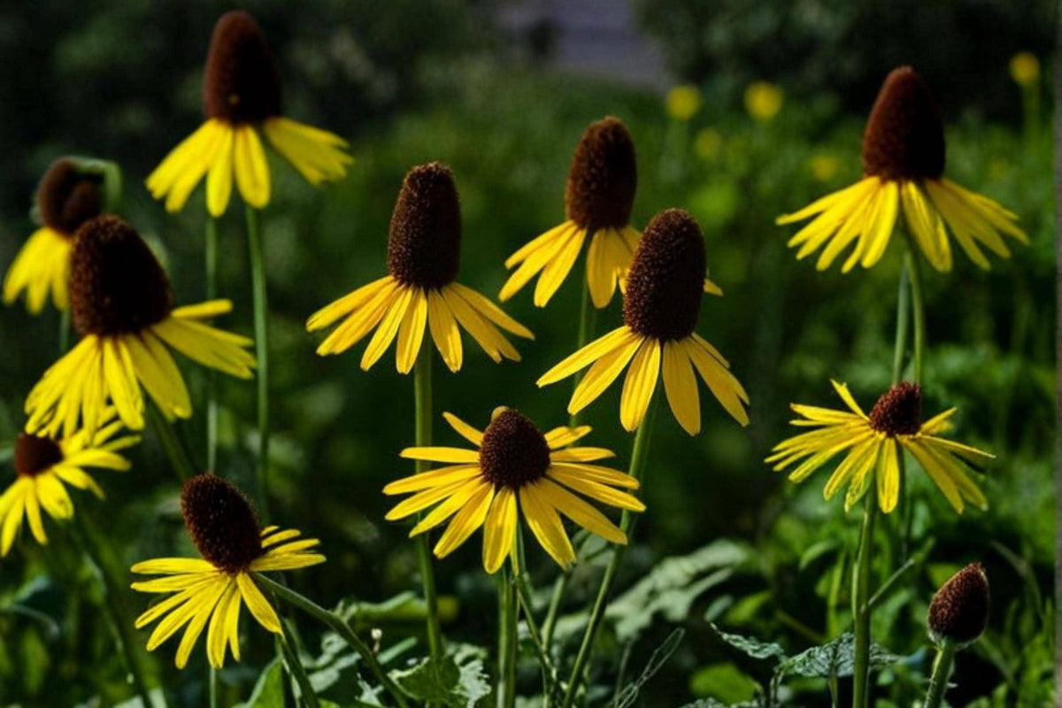 Great Coneflower Seeds – Rudbeckia maxima Perennial Wildflower Seeds for Native Gardens & Pollinator Attracting Landscapes