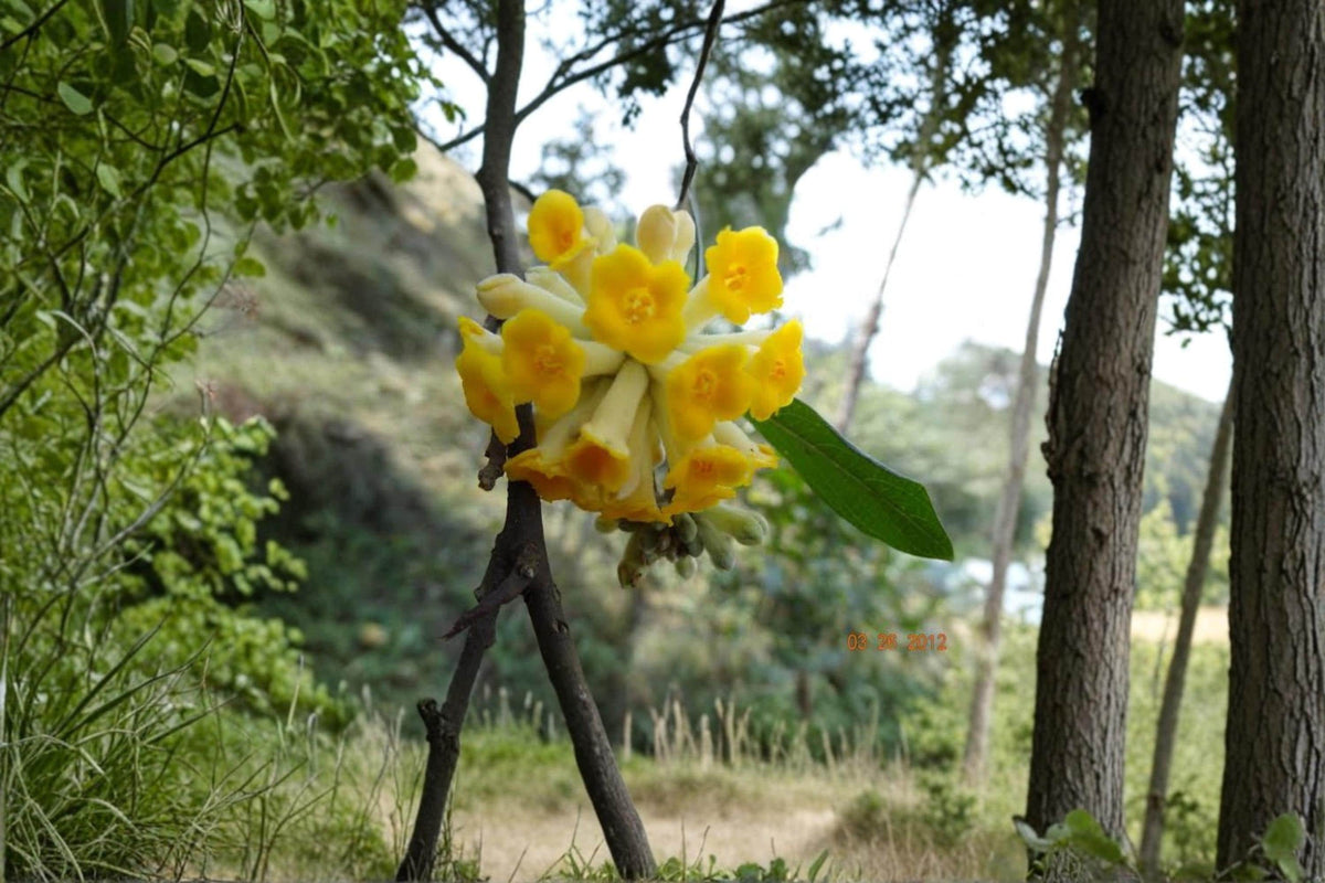 Indian Papertree Seeds – Edgeworthia gardneri Ornamental Shrub for Garden Planting, Tropical Flowering Shrub Seeds