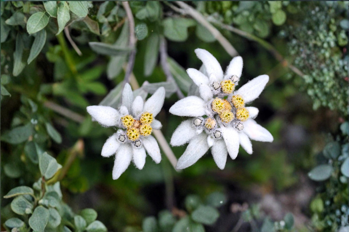 Edelweiss Flower Seeds 30 Count | Leontopodium alpinum Alpine Wildflower for Rock Gardens & Gardens