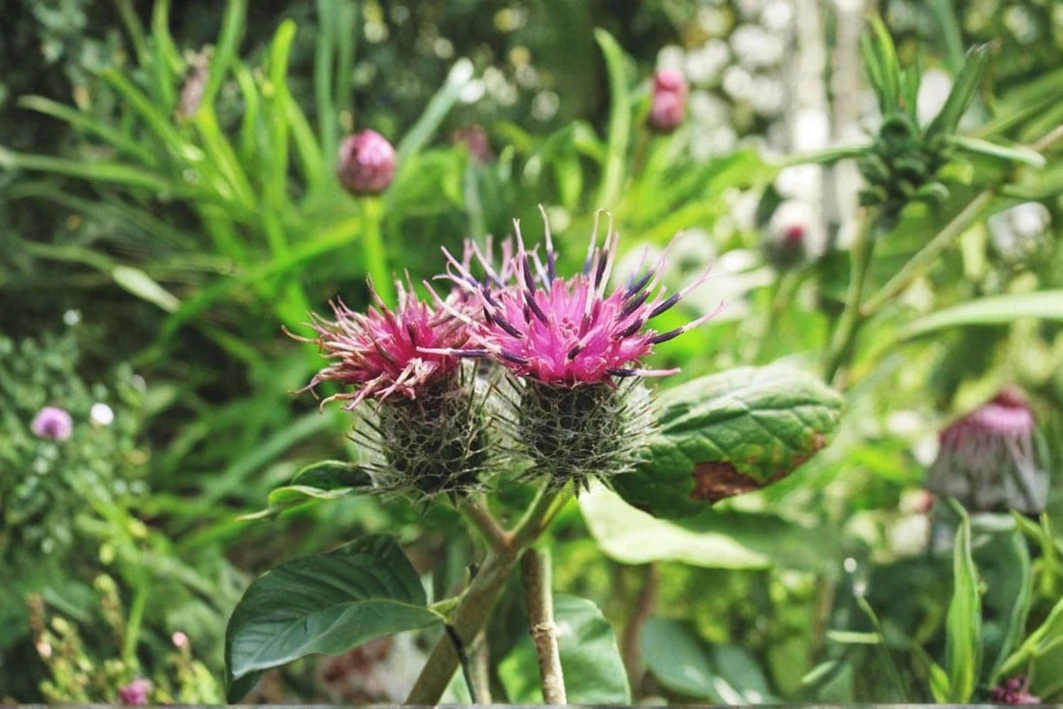 Greater Burdock Seeds 100+ | Arctium lappa Herb & Ornamental Planting Seeds | Biennial Wildflower