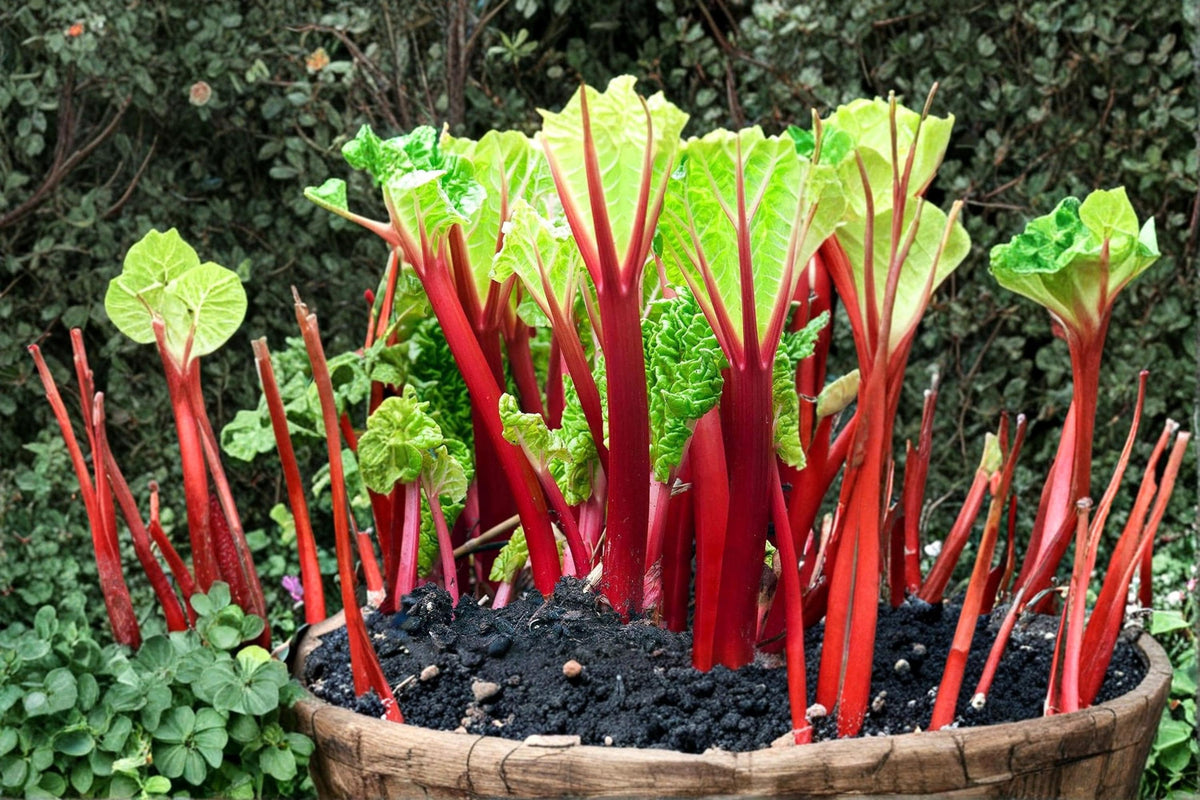 Victoria Rhubarb Seeds 50+ Count | Rheum rhabarbarum Perennial Vegetable & Ornamental Foliage