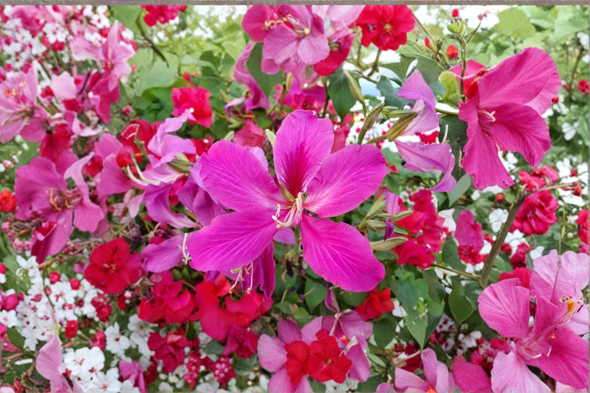 Orchid Tree Seeds 10 Pack | Bauhinia purpurea | Ornamental Flowering Tree with Purple-Pink Blooms