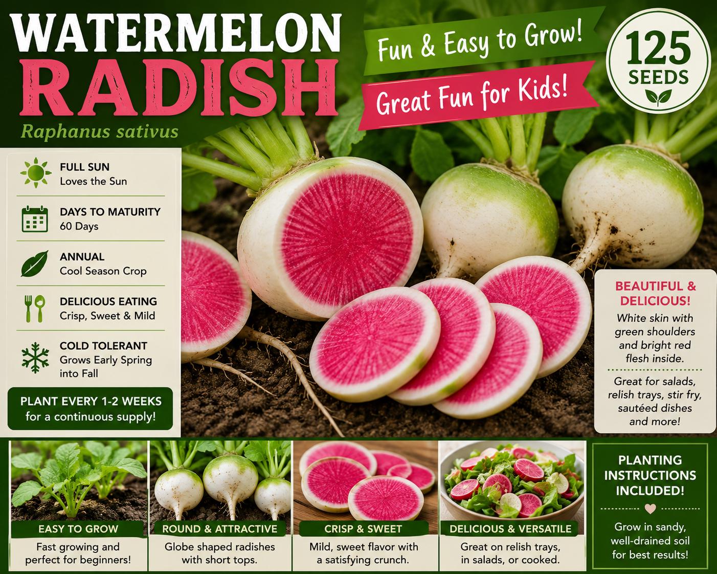 Watermelon Radish Seeds – Raphanus sativus Heirloom Root Vegetable with Red Flesh & White Skin, 125 Seeds