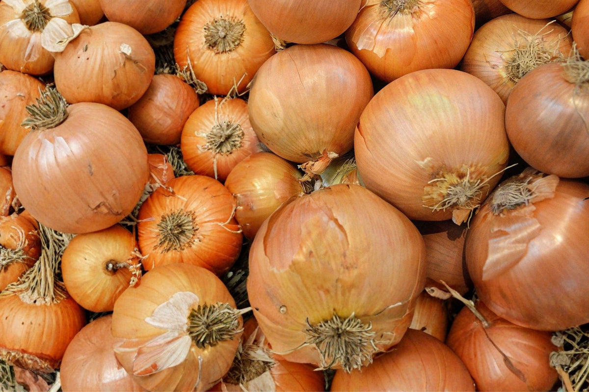 Sweet Spanish Yellow Onion Seeds – 240 Allium cepa Open Pollinated Bulb Seeds for Garden, Edible Green Tops, Full Sun, Annual Vegetable