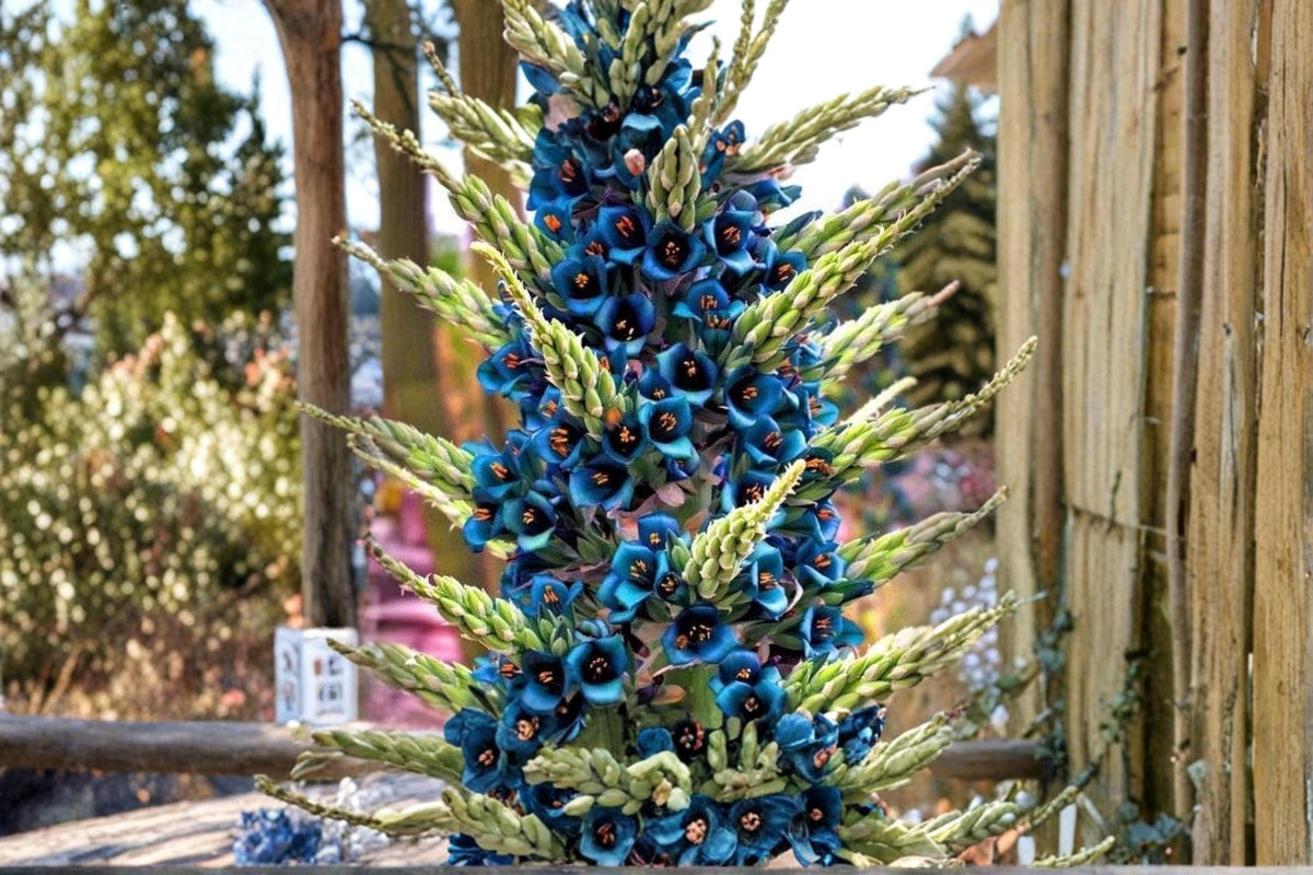 Blue Sapphire Tower Plant Seeds | Puya alpestris Exotic Ornamental Bromeliad for Garden, Rock & Landscape Collection