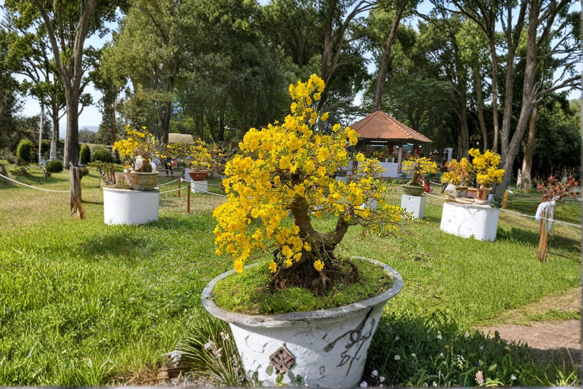 Flowering Apricot Bonsai Seeds – Prunus armeniaca Ornamental Tree Seeds for Bonsai and Garden