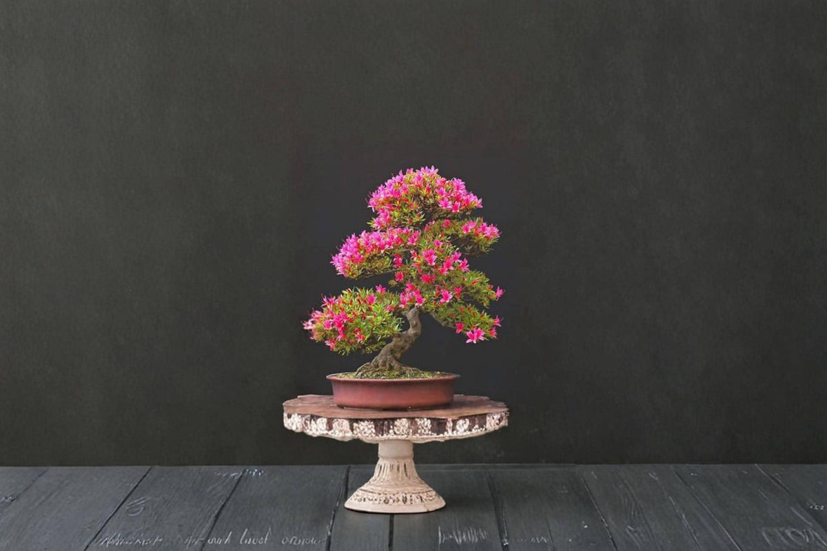 Royal Azalea Bonsai Tree Seeds – 30 Rhododendron schlippenbachii Flowering Shrub for Bonsai & Landscaping