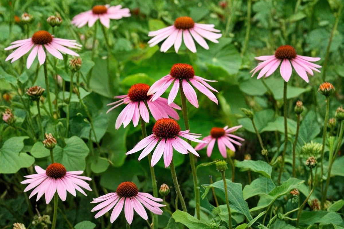 Purple Coneflower Seeds – 5,000+ Echinacea purpurea Wildflower Seeds for Pollinator Gardens, Native Perennial, Drought Tolerant, Made in USA