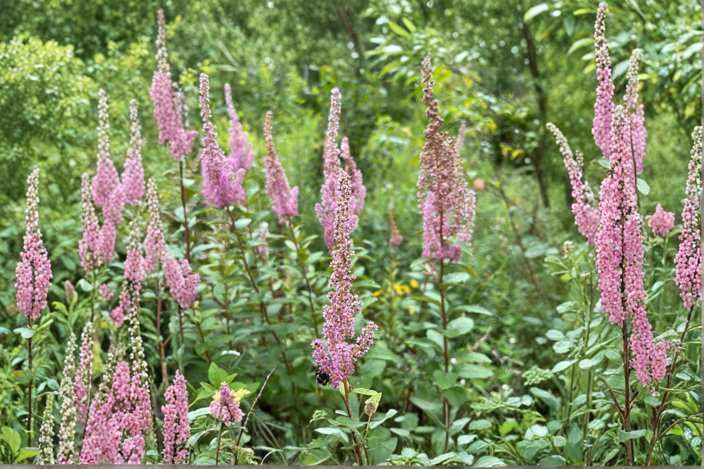 Steeple Bush Seeds – 100 Pink Spiraea tomentosa Ornamental Wildflower for Native Gardens and Wetlands