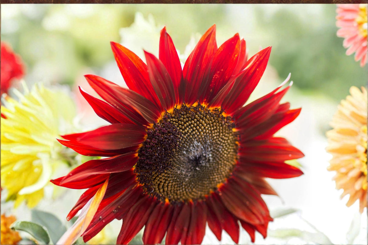 Red Sunflower Seeds – Helianthus annuus – Rattle-Free, Fast-Growing Annual Flower for Garden, Borders, Pollinators