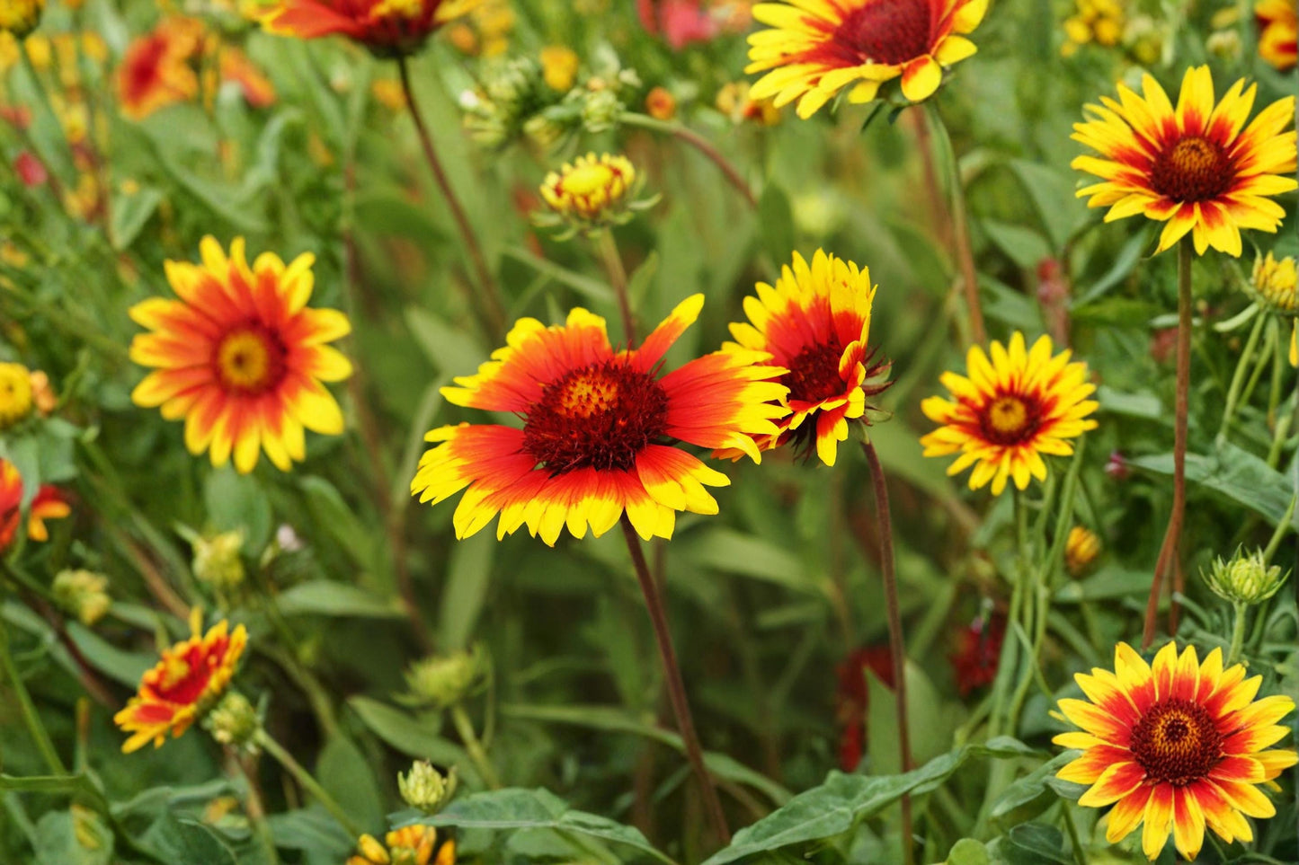 Blanket Flower Seeds – Gaillardia aristata – Drought-Tolerant Perennial Wildflower for Gardens & Pollinators