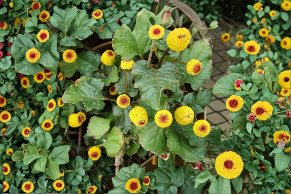 Toothache Plant Seeds – Acmella oleracea Buzz Button Ornamental Flower Garden Seeds, 150+