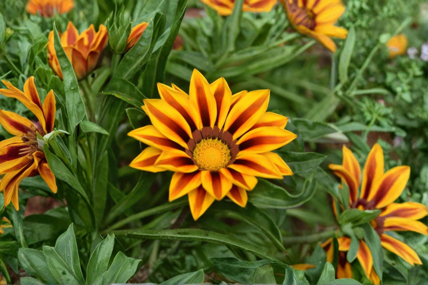 100 Gazania Flower Seeds – Gazania rigens Colorful Drought Tolerant Ornamental Garden Flowers