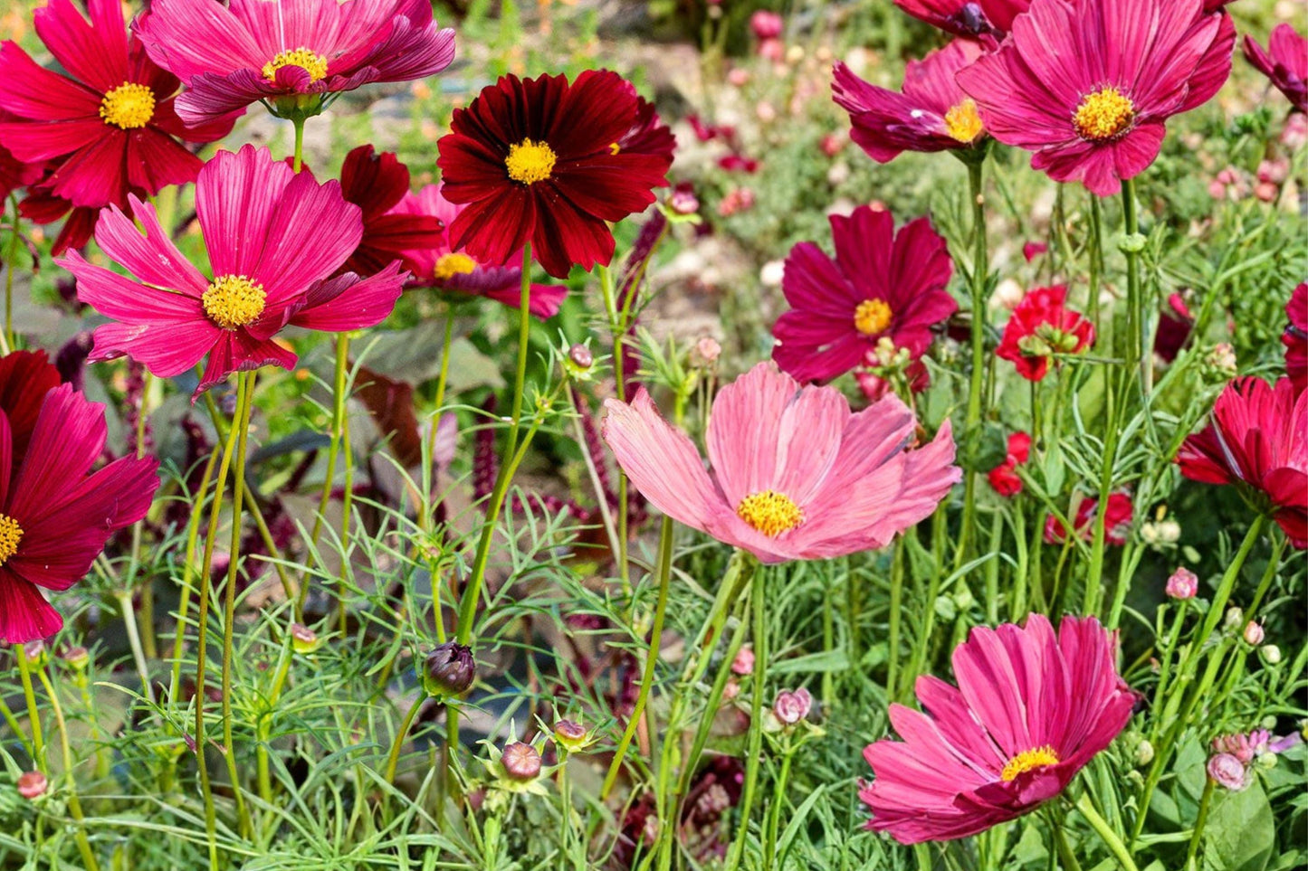 Red Dazzler Cosmos Seeds – Cosmos bipinnatus 'Dazzler' Annual Flower, Vibrant Red Blooms, Garden Bed & Border Plant, 140 Seeds
