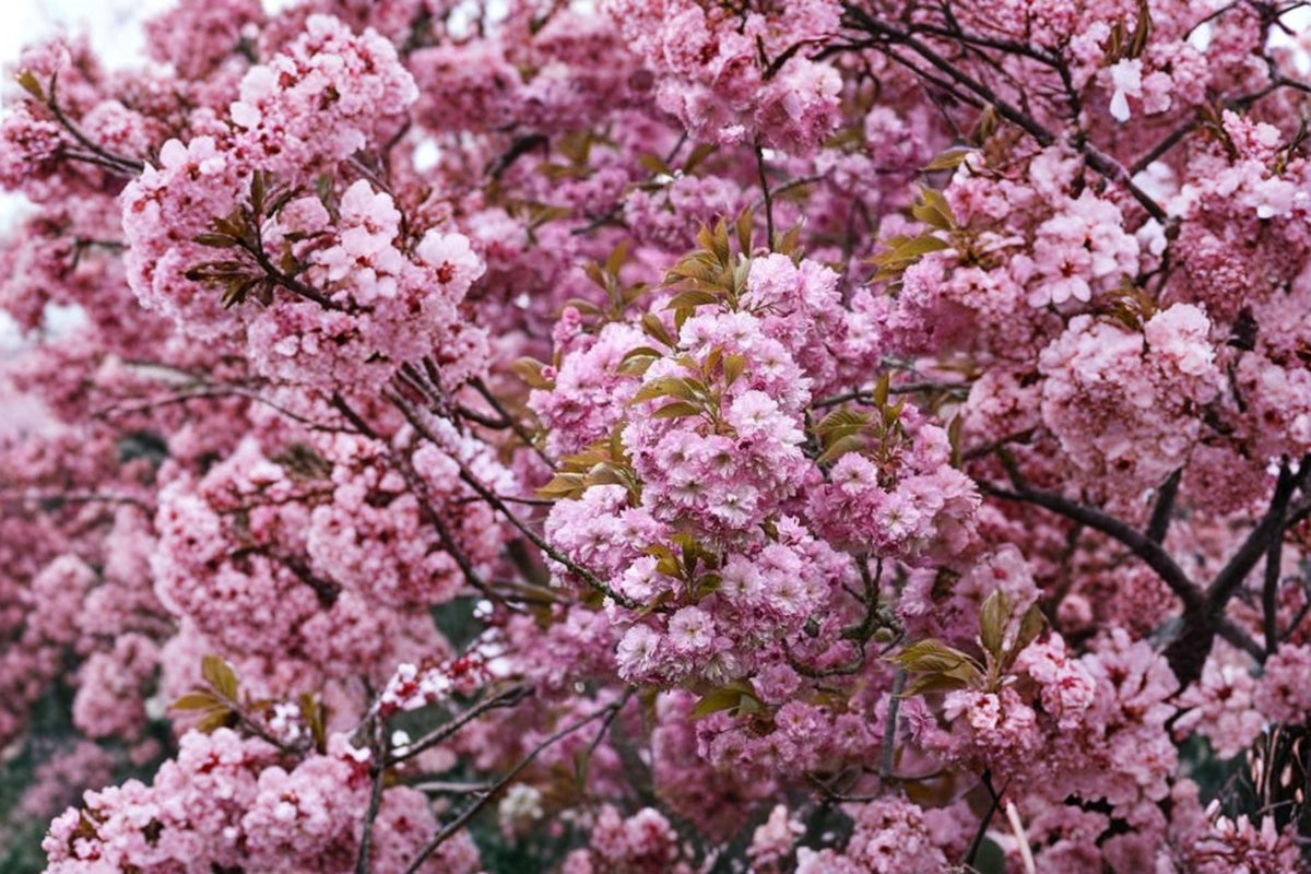 50+ Weeping Cherry Blossom Seeds – Dwarf Prunus serrulata Pink Flowers for Ornamental Gardens and Landscaping