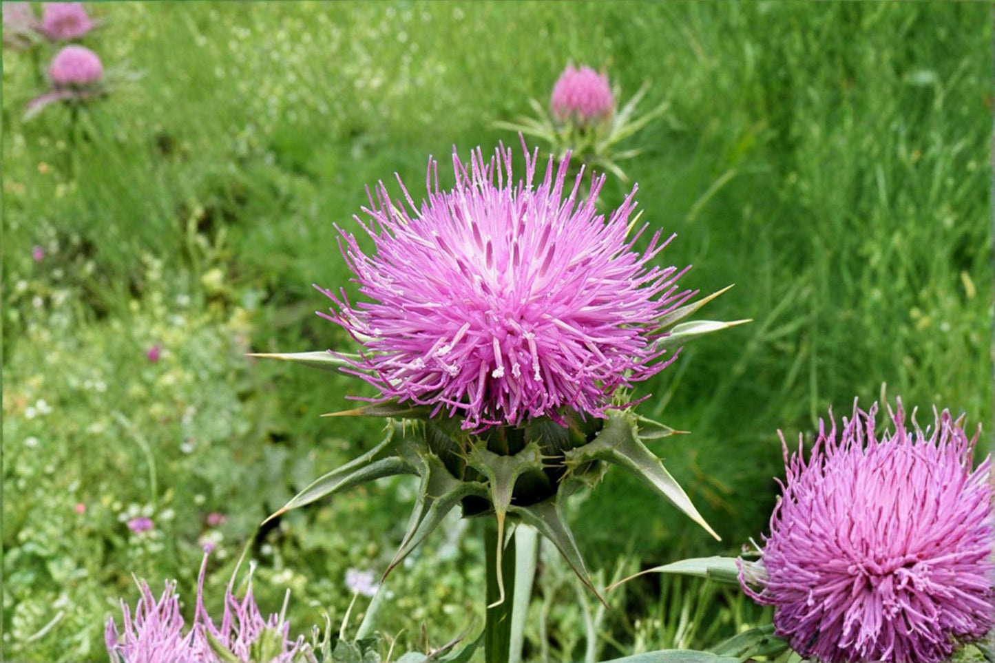Holy Thistle Seeds, Silybum marianum, Ornamental Flowering Plant, Purple Blooms, Garden Seeds, Border & Cottage Garden
