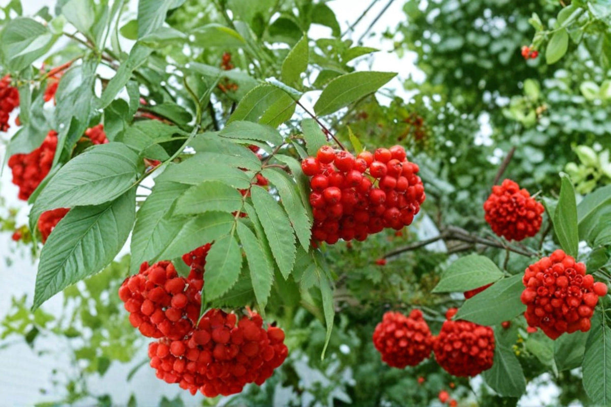 Mountain Ash Seeds 50+ | Sorbus aucuparia Ornamental Tree Seeds for Garden & Landscape Planting