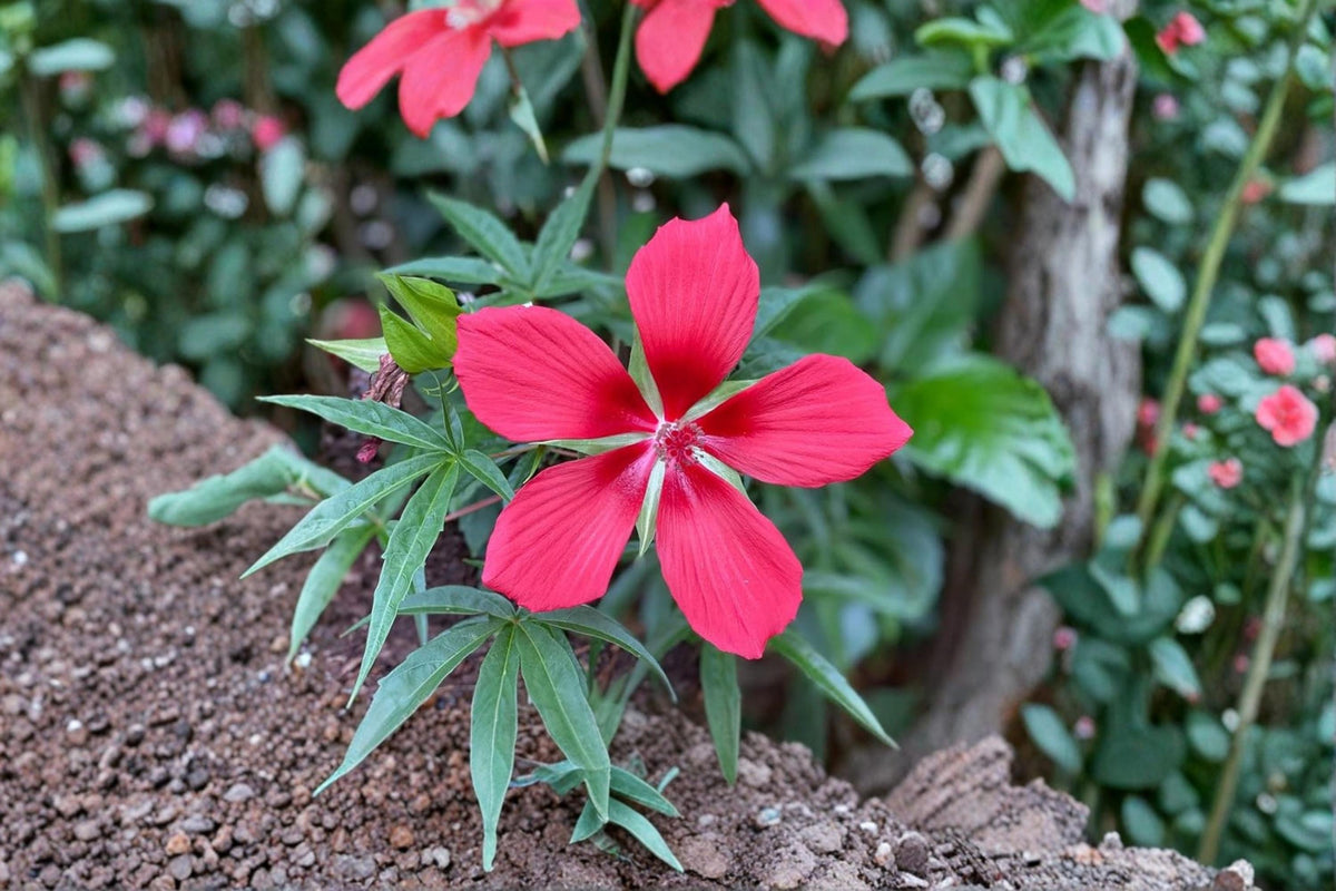 Texas Star Hibiscus Seeds – Hibiscus coccineus Swamp Hibiscus Red Flowering Plant for Garden Beds