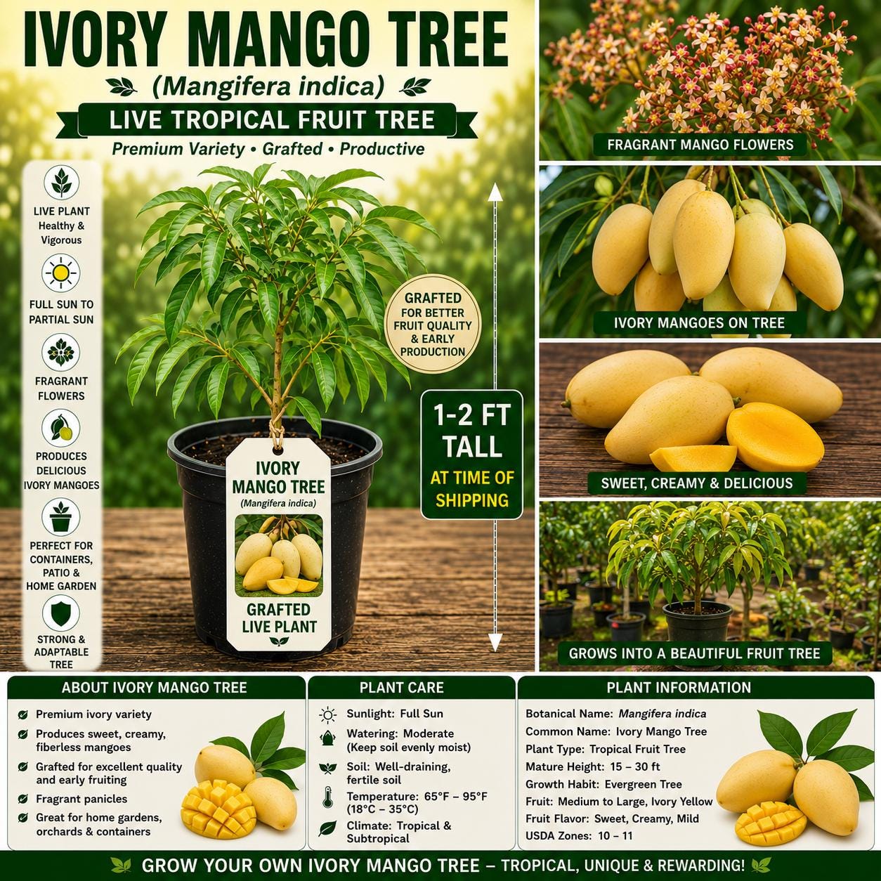 Grafted Ivory Mango Tree Live Plant 1–2 Ft, Mangifera indica, Tropical Fruit Tree, USDA Certified