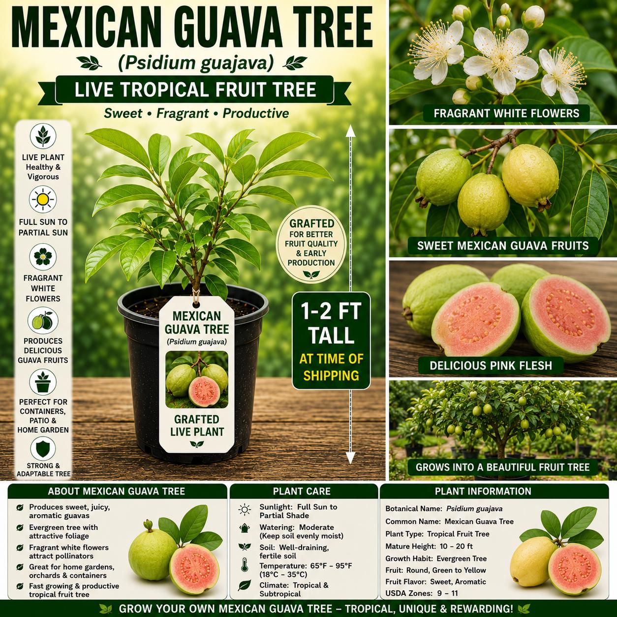 Mexican Guava Tree Live Plant 1–2 ft, Psidium guajava, Tropical Fruit Tree for Garden, Patio & Landscape