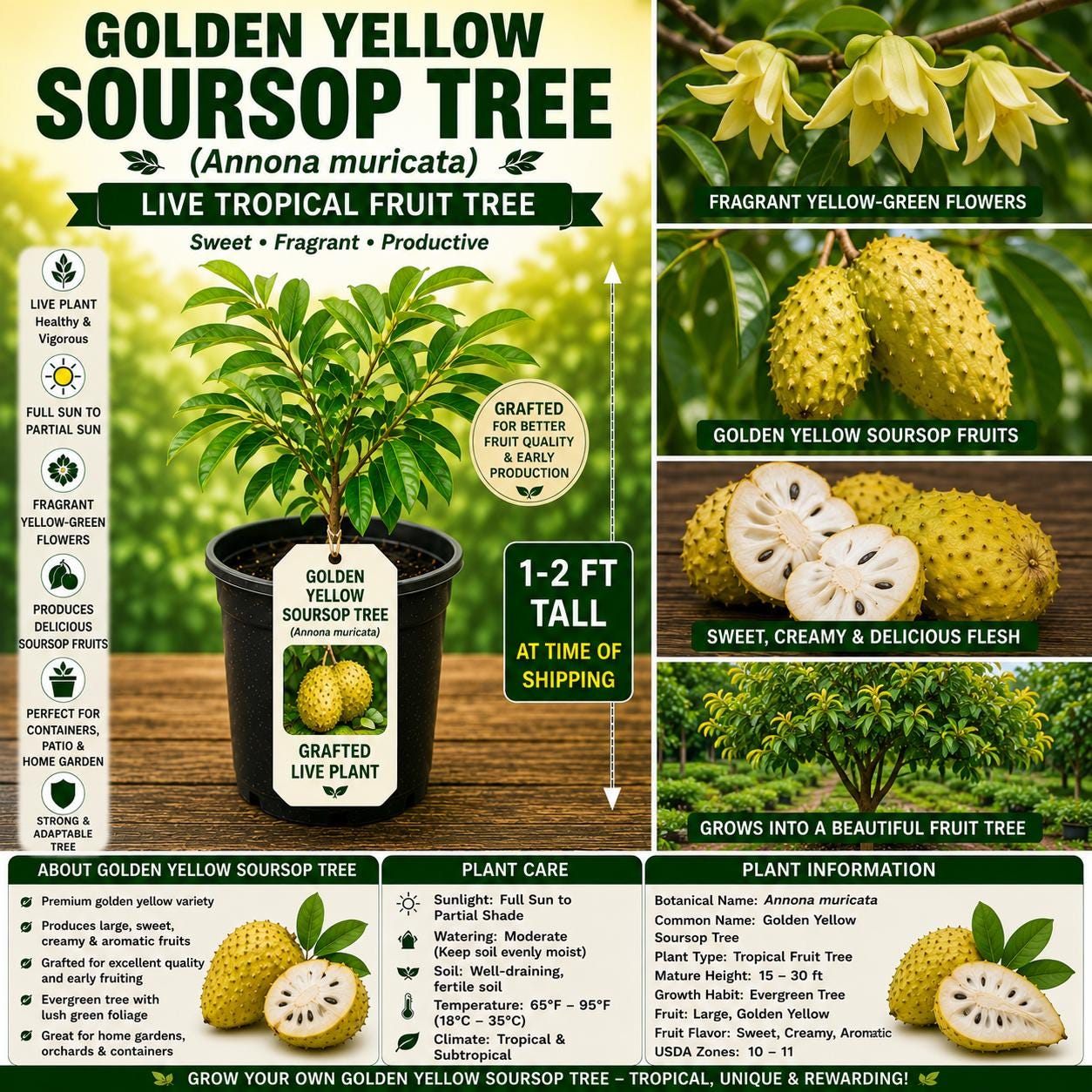 Golden Yellow Soursop Tree 1–2 Ft Live Plant, Annona muricata, Tropical Fruit Tree, Evergreen Foliage, USDA Certified