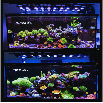 X4 Beast Mode SPS Lighting Bundle All Sizes