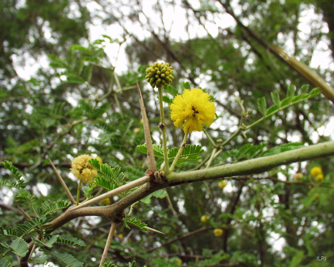 Acacia arabica Seeds Vachellia nilotica Babul Tree Gum Arabic Egyptian Thorn 5 Seeds