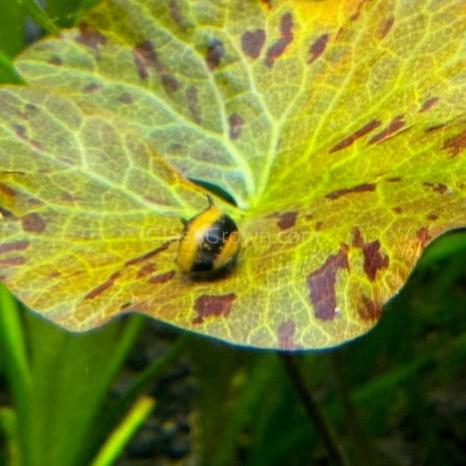 Bumblebee Horned Nerite Snail 3 Pack