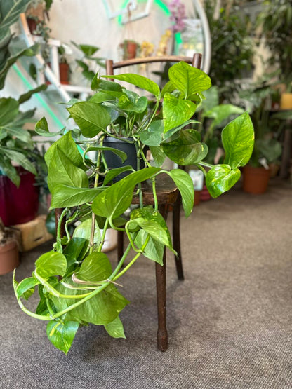 Golden Pothos Rooted Cutting – Live Easy-Care Houseplant | Epipremnum Aureum | Natural Indoor Décor Plant