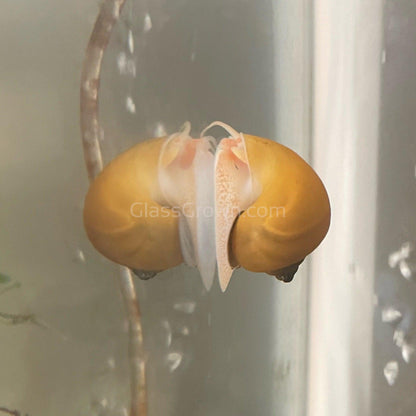 Golden Mystery Snail