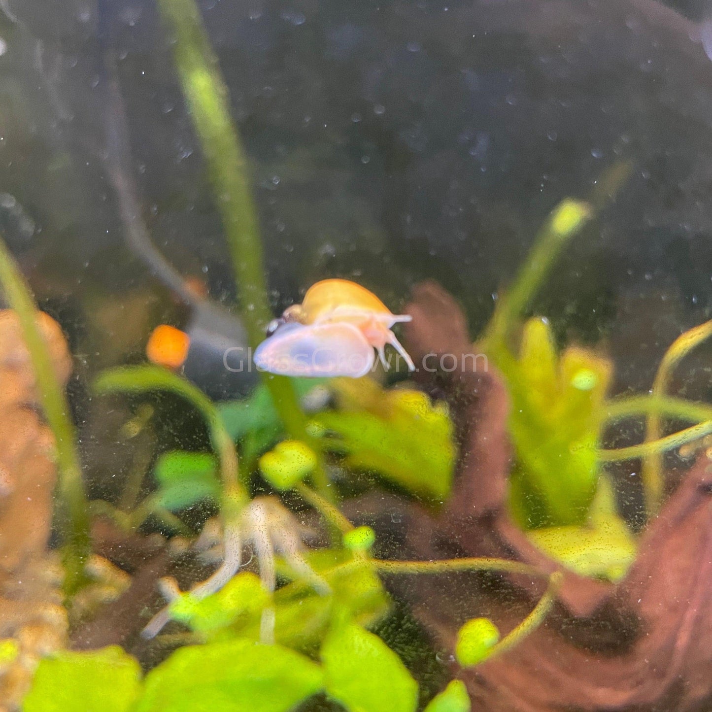 Golden Mystery Snail
