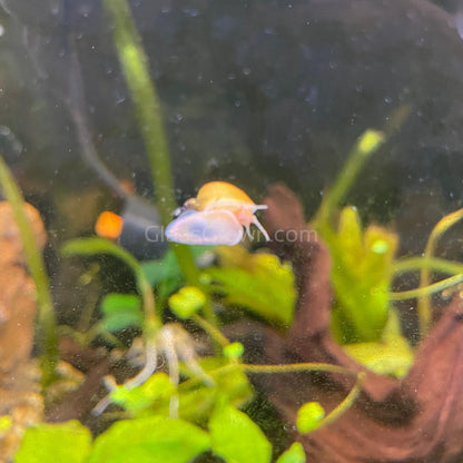 Golden Mystery Snail