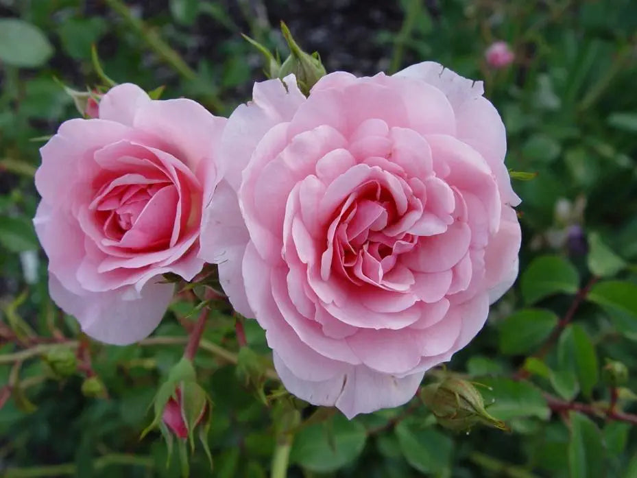 Super Rare Bonica Rose Cuttings (3) – Rosa ‘Bonica 82’ Pink Floribunda Unrooted Propagation Cuttings