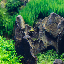 Bumblebee Horned Nerite Snail 3 Pack