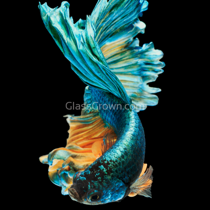 Male Mustard Gas Halfmoon Betta
