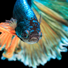 Male Mustard Gas Halfmoon Betta