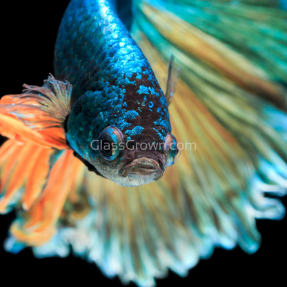 Male Mustard Gas Halfmoon Betta