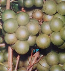 Frye Scuppernong Grape Vine 1 Gallon Live Plant, Muscadine Fruit Vine for Garden Trellis, Climbing Vine, Vitis rotundifolia