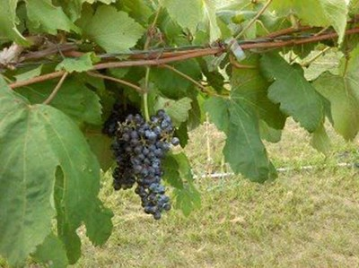 Black Seedless Grape Vine Live Plant, 2-Gallon Container, Seedless Fruit, Climbing Vine for Garden, Vineyard, Outdoor Growing