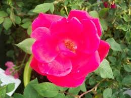 Red Knock Out® Rose Bush 2-Gallon Live Plant, Vibrant Red Blooms, Flowering Shrub for Garden, Landscape, Zones 5-9