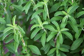 Organic Stevia Live Plant 2.5 Inch Pot – Stevia rebaudiana Candy Leaf Herb