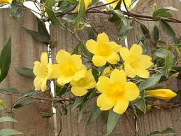 6 Yellow Carolina Jasmine Live Rooted Starter Vines – Gelsemium sempervirens