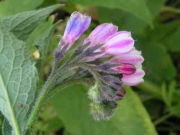 Comfrey Root Cuttings 4 Pack - Bocking 4 Live Root Cuttings 3-4 Inch