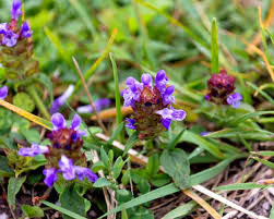Prunella vulgaris Live Plants – 3 Rooted Starter Plants, Purple Flowers, Ground Cover, Perennial Herbaceous Plant