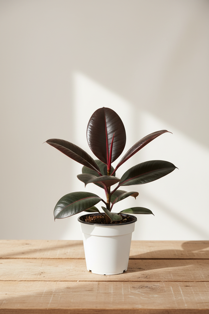 Ficus Elastica 'Burgundy'