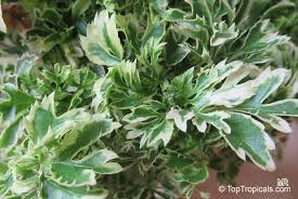 Variegated False Aralia Live Plant 4-Inch Pot – Plerandra elegantissima Tropical Houseplant